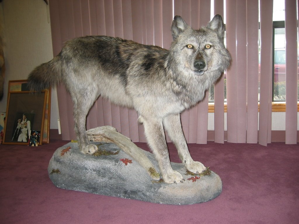 Big Dad Wolf Big Dad Wolf